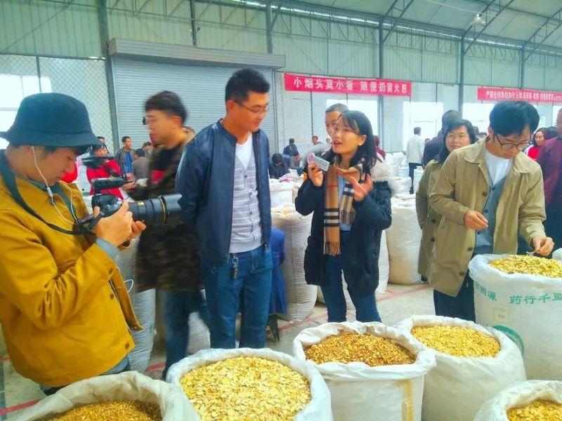 甘肃首阳党参最新价格走势及市场探析，个人观点与市场趋势分析