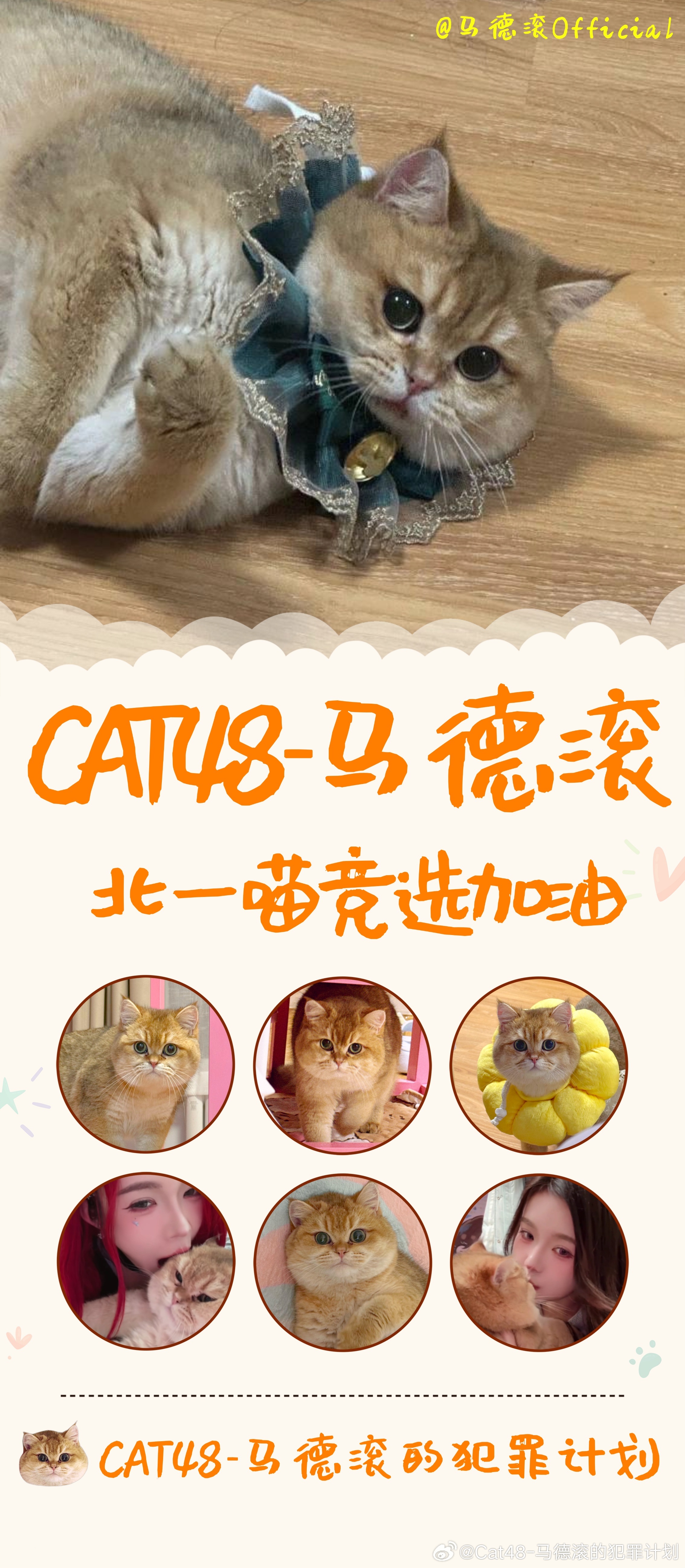 猫咪网站官网最新动态，变化中的学习之旅，自信与成就感的魔法之旅