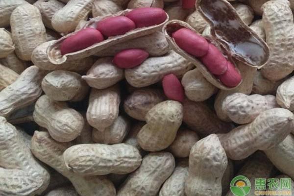 河北省花生米最新价格指南，最新花生米价格信息速递