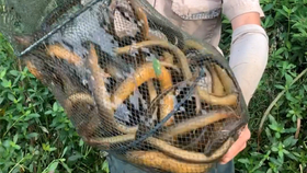最新抓黄鳝步骤指南，专业捕捉黄鳝技巧分享