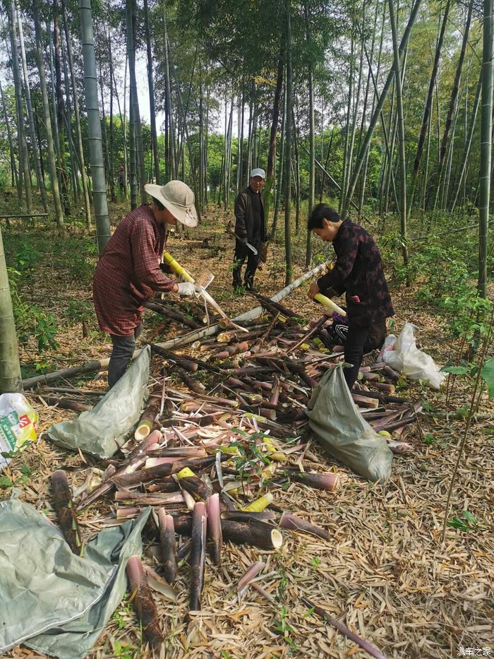 技术革新引领毛笋产业新动向，最新挖毛笋技术揭秘